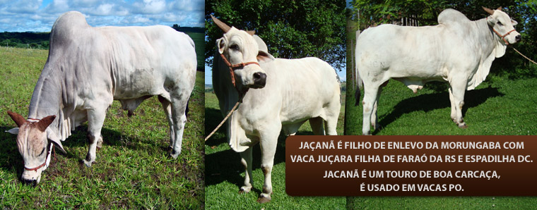 Jaçanã